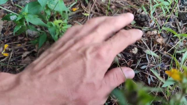 Кто рано встаёт, тому бог подаёт! Где в Южном грибы растут, Ленинградская область Всеволожск.