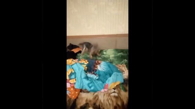 йоркширский терьер