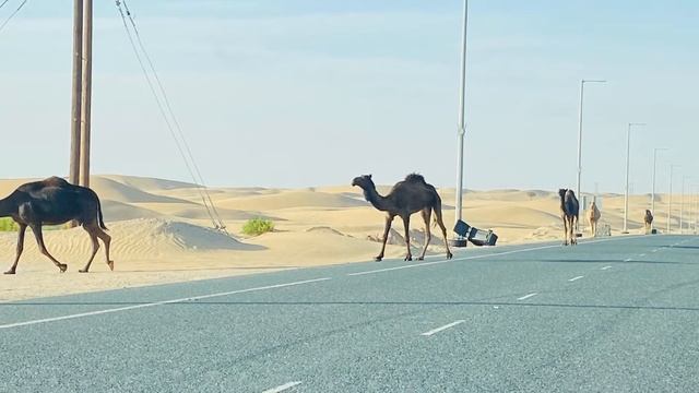 Desert Safari🐪 |adventure| camel ride | desert drive | belly dancing BLESSED BEGINNINGS |