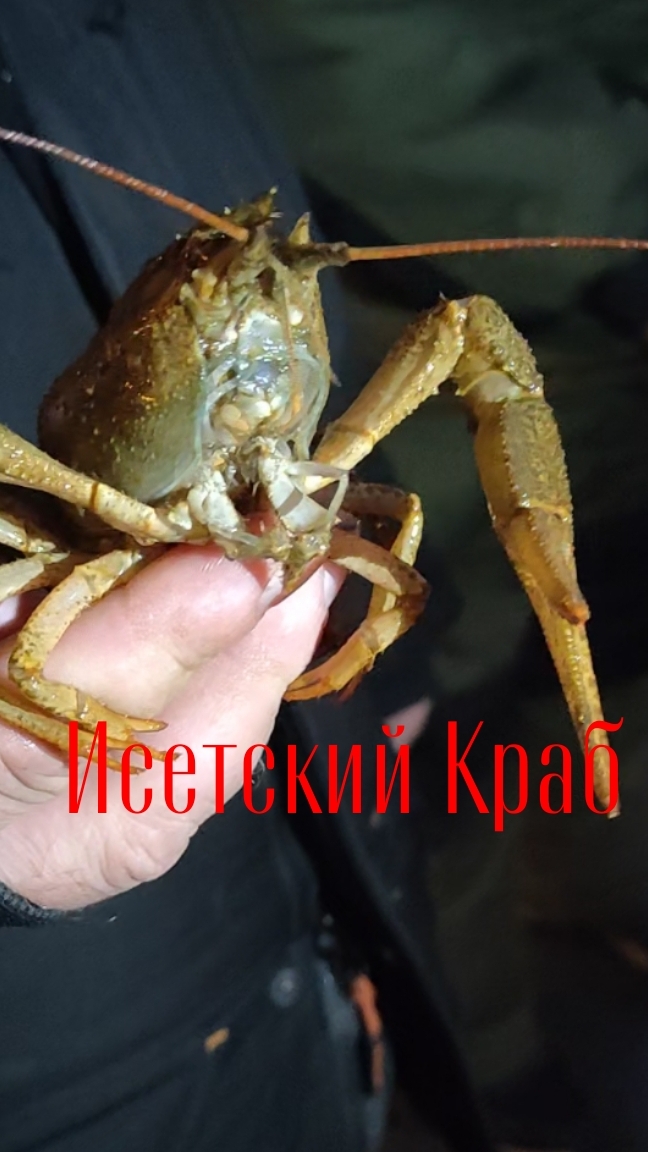 Исетский Краб