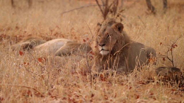 NYATI Safari Lodge (official video) NEW!