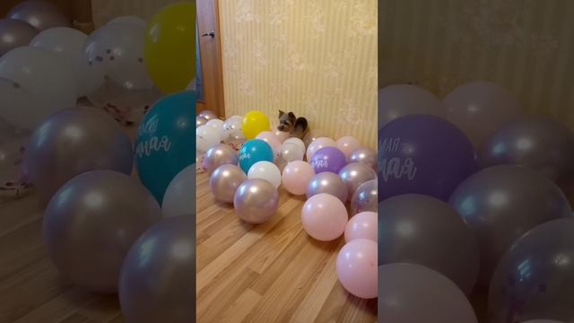 любимый питомец с шарами