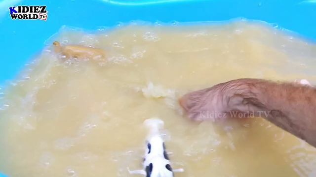 Three African Big Cats Tiger King Lion Cheetah Wild Animals Safari Animals Stuck in the Sandbox