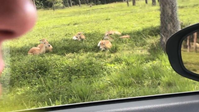 Vlog spend a day with us a the Safari