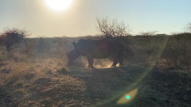 South African safari VLOG at leopard mountain lodge 2020