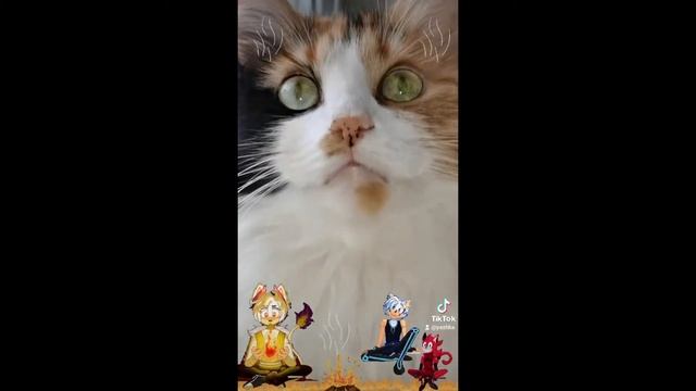 #cats уберите детей #топ кошка от экрана 😹