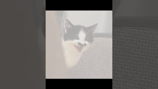 Кот сестры❤️... Лёня киборк убийца