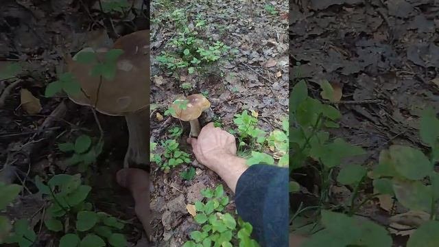 ВОЕЙКОВО | КОРКИНСКОЕ ОЗЕРО | ТИХАЯ ОХОТА