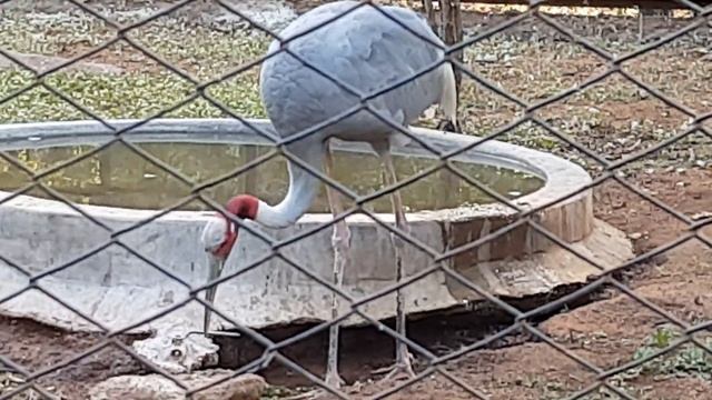 BEAUTIFUL DUCK IN ZOO PARK (MUST WATCH)