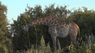 early morning safari, part 1. before the coffee break
