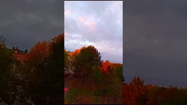 Золото от утренего солнышка 27-10-2024