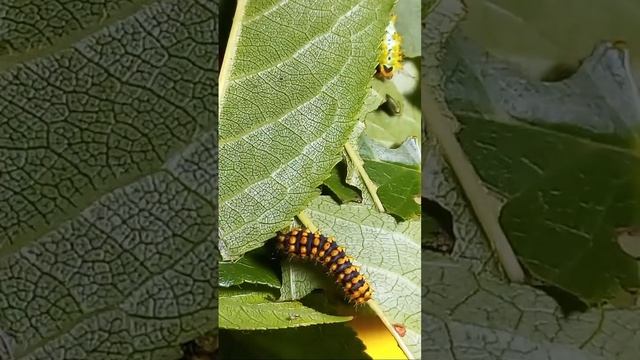 ГУСЕНІ 🐛САТУРНІЇ 🦋ВЕЛИКОЙ ЇДЯТЬ ЛИСТТЯ ВИШНІ В КУЛЬТУРІ. ENTOMOLOGY. CATERPILLARS OF GIANT MOTH.