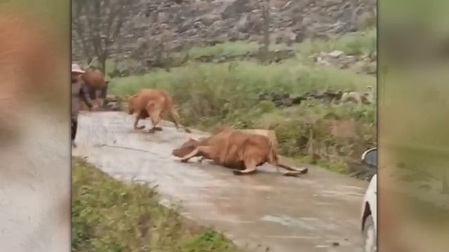 Такого Никто Не Ожидал! Случаи С Животными 1 на Миллион Снятые на Камеру