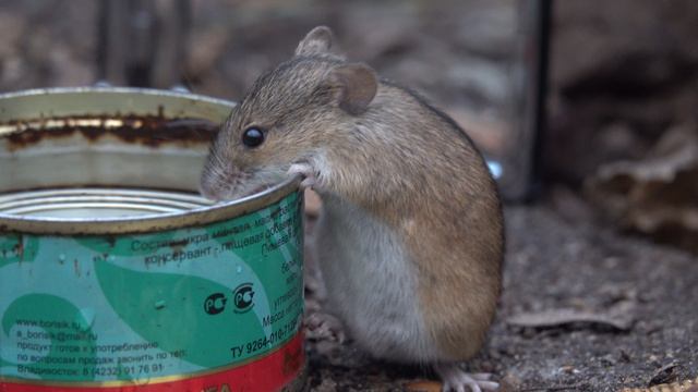 Ещё немного о мышах