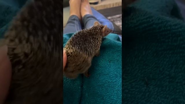 Прикольные видео с животными.