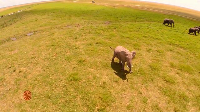 Amboseli Serena