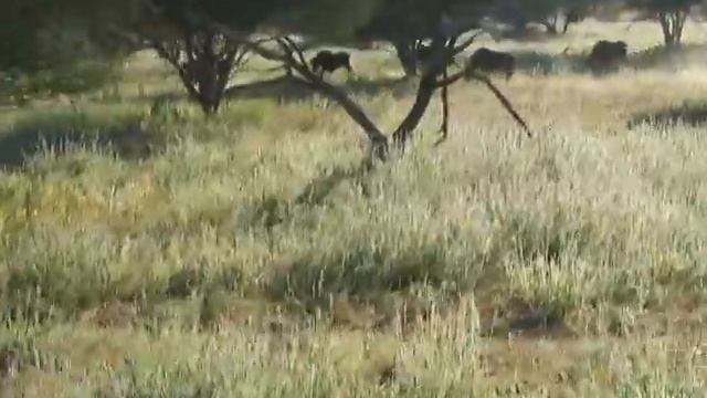 Safari Wildebeasts