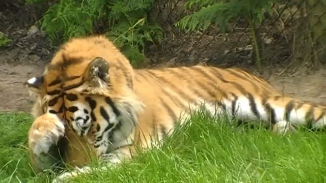 Zoo keeper for the day at Woburn Safari Park.