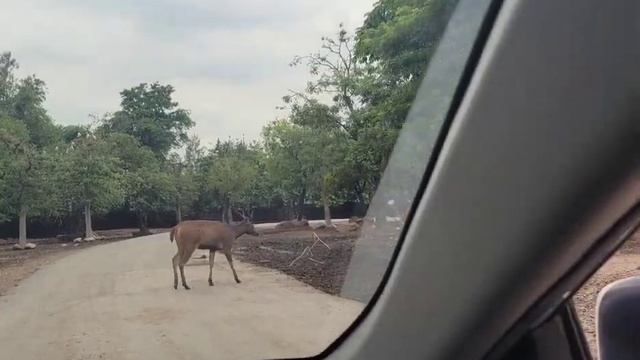 Bangkok safari zoo watch out for wild animals the tiger will get you