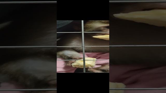 Макака Викуля любит бананы