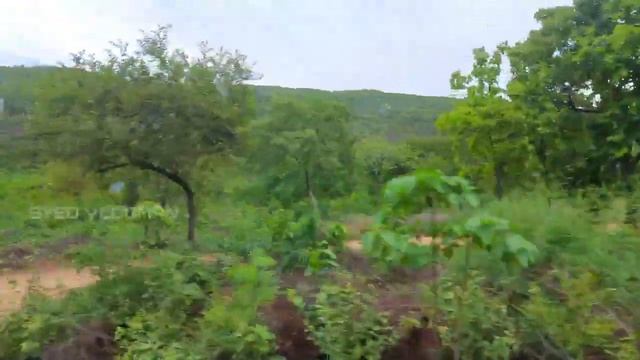 Tiger 🐅 safari  इस tiger ने तो रास्ता ही रोक दिया Rajgir Vlogs