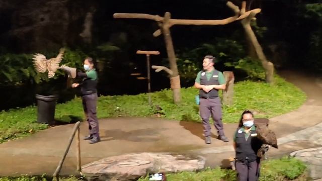 Singapore zoo#Night safari#
