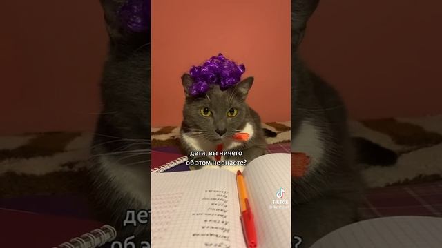 если бы коты были в школе