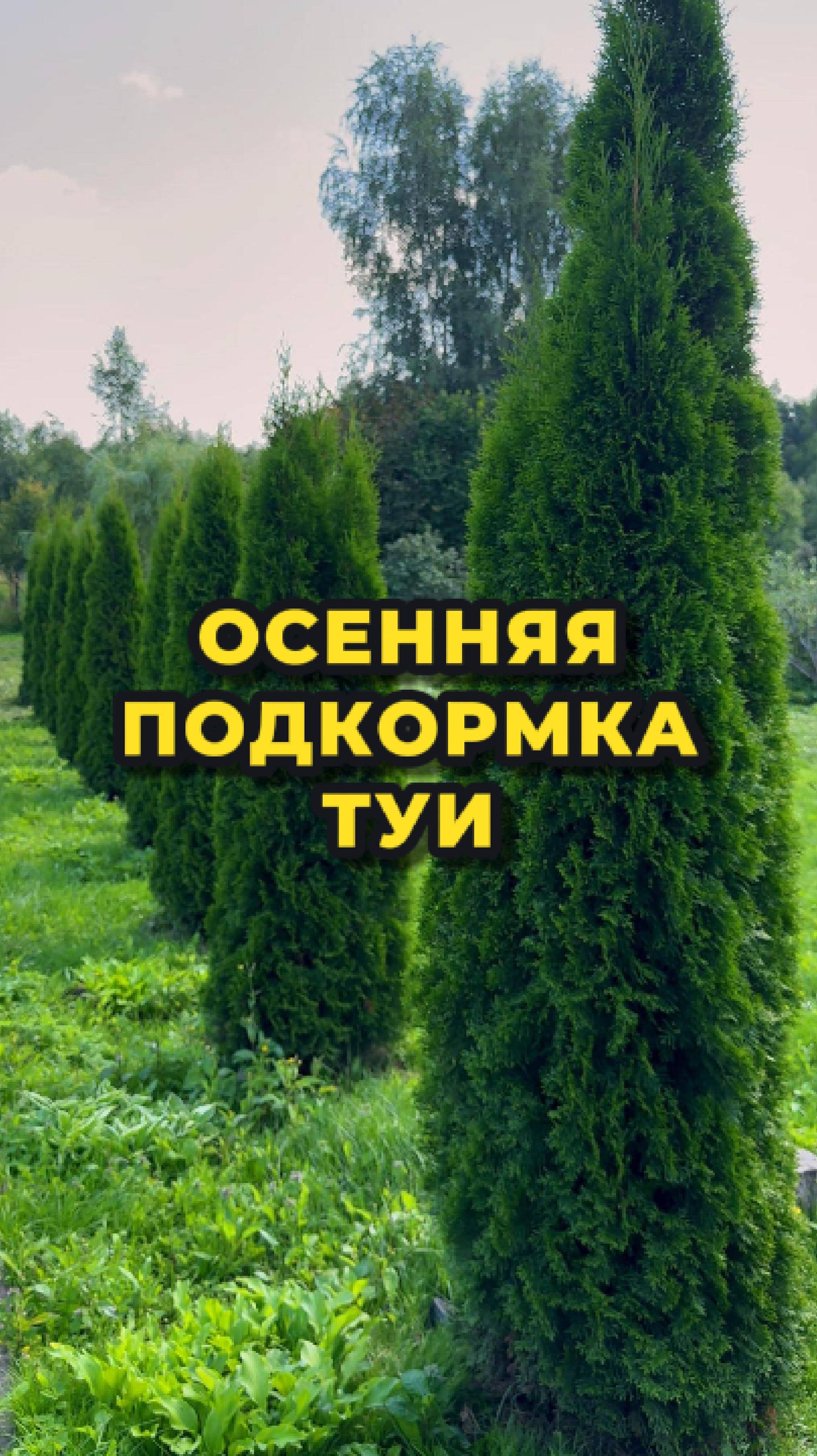 Осенняя подкормка туи