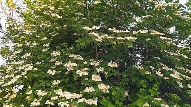 Нашествие комаров. Отвечаю на вопросы
