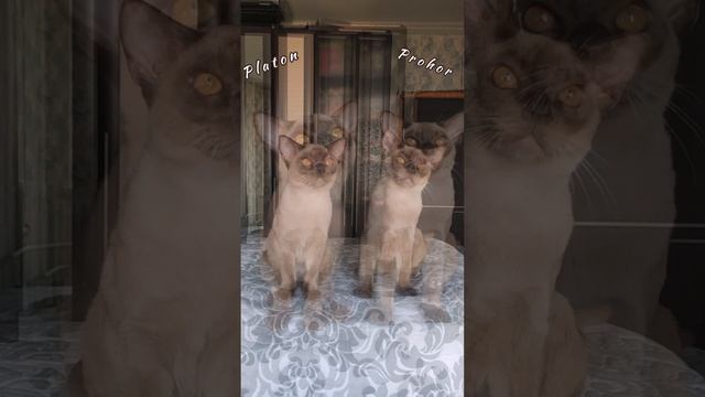 Бурманские котята Прохор и Платон. Питомник Freya Way. Помет «Р7». Окрас шоколад.