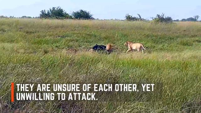 Hyena VS Lion: Incredible Animal Sightings- Brave Africa Virtual Safari #5