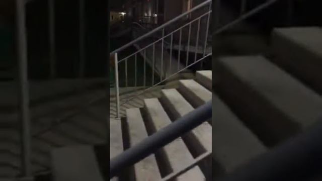 Крысы ЖК Зеленоградский