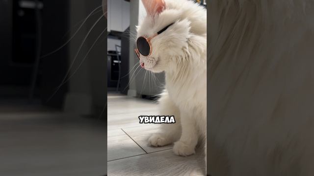 Очки пожиратели 🙀