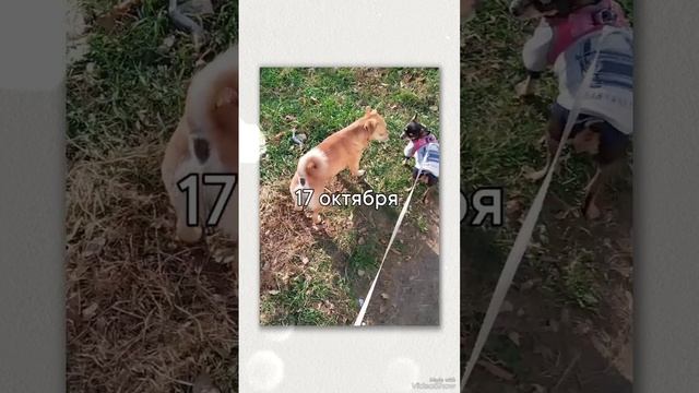 Гуляла с собакой и пришла другая собака