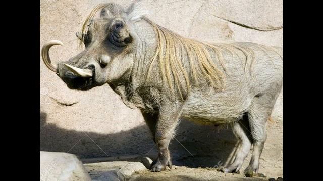 San Diego Zoo in California-san diego zoo hours and discount tickets