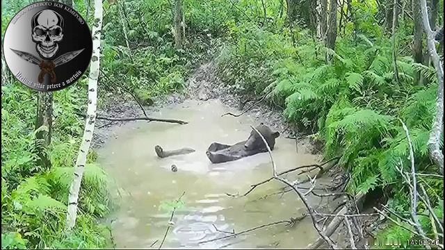 😮 Невероятные Кадры! Медведи в Их Естественной Среде - Салаир, Кузбасс 😮