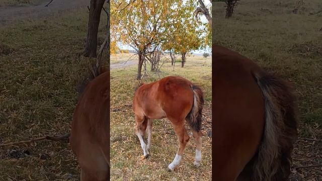 🐴 Забавные приключения жеребенка Марии: прекрасные моменты! 🌼10