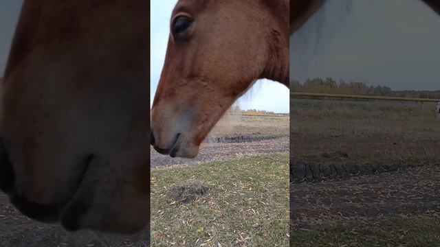 🐴 Забавные приключения жеребенка Марии: прекрасные моменты! 🌼5