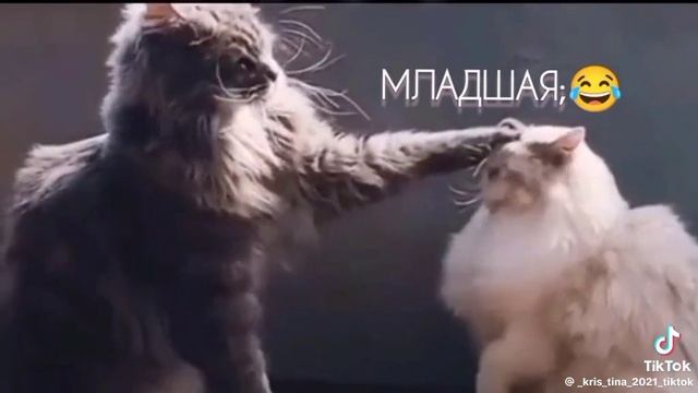 Типичная жиза