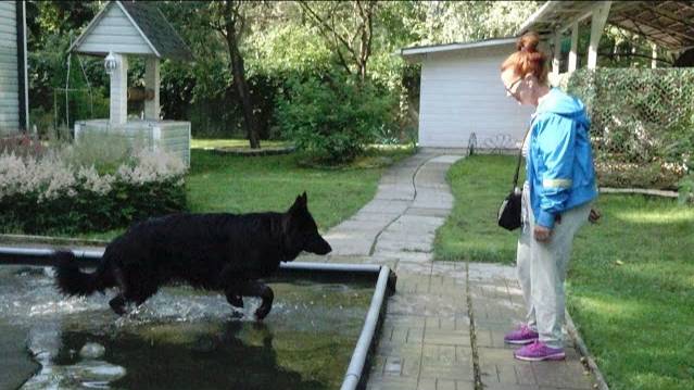 Немецкая овчарка в акватории. Упражнения в воде.