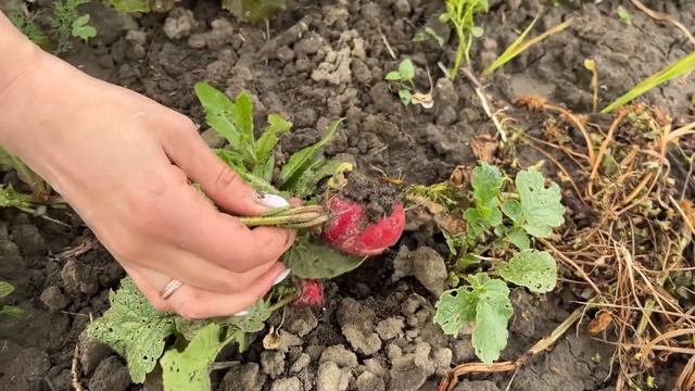 ВЫХОДНЫЕ В ДЕРЕВНЕ/ЛАВАШ С ЗЕЛЕНЬЮ/АЛЬПИЙСКАЯ ГОРКА/ #домвдеревне #дача