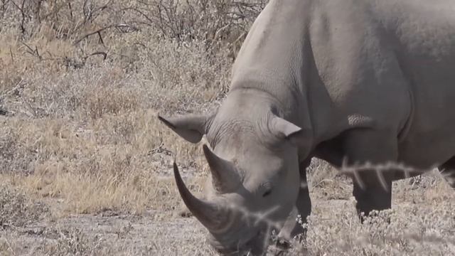 Namibia part 5: Safari in Etosha/ Okaukuejo-Lodge / Lions mating