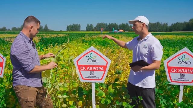 Соя. Какую выбрать? Наглядный пример отличий. Обзор сортов от СоКо.