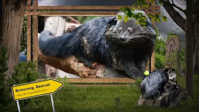 Chiangmai Night Safari Binturong, Bearcat