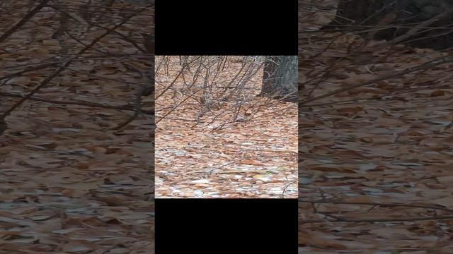 Белочка. Лесная сказка. Барнаул