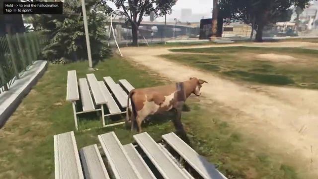 GTA V play as animal part 2