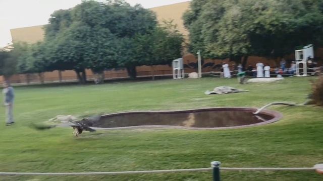 AL AIN ZOO 2019 | Largest Man Made Safari in the World