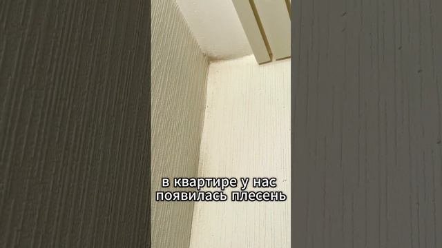 Плесень у застройщика самолет #недвижка #shortvideo