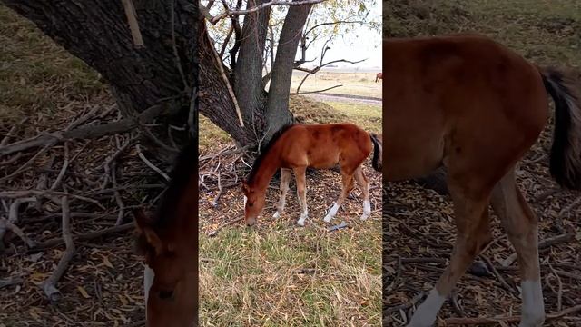 🐴 Забавные приключения жеребенка Марии: прекрасные моменты! 🌼13