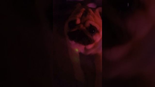 Мопс? Да это мопс😏 ссылка на тг https://t.me/kbdux